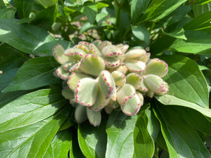 cotyledon ladismithiensis f.variegata