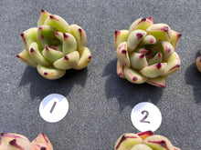 Load image into Gallery viewer, Echeveria agavoides spp-image-3
