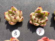 Load image into Gallery viewer, Echeveria agavoides spp-image-4
