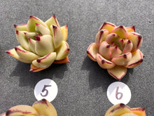 Load image into Gallery viewer, Echeveria agavoides spp-image-5
