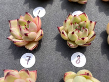 Load image into Gallery viewer, Echeveria agavoides spp-image-6
