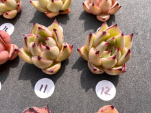 Load image into Gallery viewer, Echeveria agavoides spp-image-8
