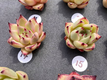 Load image into Gallery viewer, Echeveria agavoides spp-image-9
