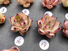 Load image into Gallery viewer, Echeveria agavoides-image
