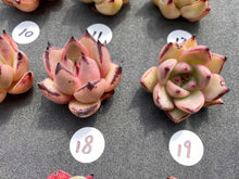Load image into Gallery viewer, Echeveria agavoides-image-11
