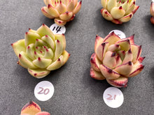 Load image into Gallery viewer, Echeveria agavoides-image-12
