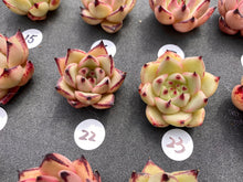 Load image into Gallery viewer, Echeveria agavoides-image-13
