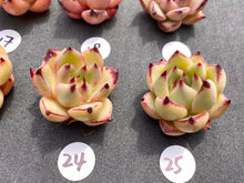Load image into Gallery viewer, Echeveria agavoides-image16
