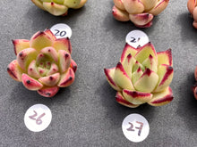 Load image into Gallery viewer, Echeveria agavoides-image17
