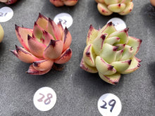 Load image into Gallery viewer, Echeveria agavoides-image18
