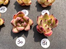 Load image into Gallery viewer, Echeveria agavoides-image18
