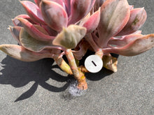 Load image into Gallery viewer, Echeveria Rainbow - Four heads | 彩虹群 - 四头
