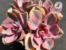 Load image into Gallery viewer, Echeveria Rainbow - Four heads | 彩虹群 - 四头
