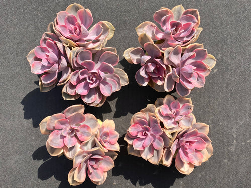 Echeveria Rainbow