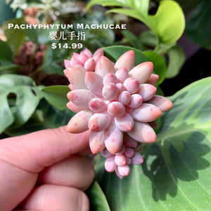 Pachyphytum Machucae | 婴儿手指