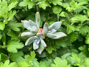 Dudleya farinosa