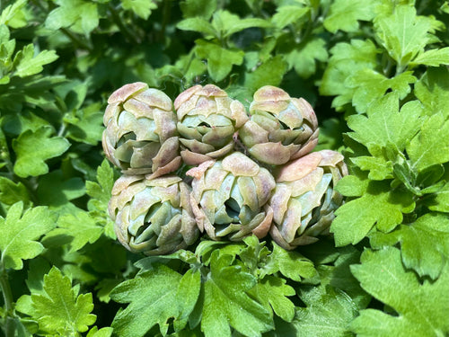 Echeveria Berry cluster