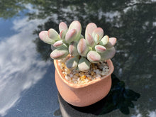 Load image into Gallery viewer, Cotyledon orbiculata (rooted with pot) | 乒乓福娘 (已服盆)
