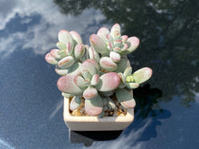 Load image into Gallery viewer, Cotyledon orbiculata (rooted with pot) | 乒乓福娘 (已服盆)
