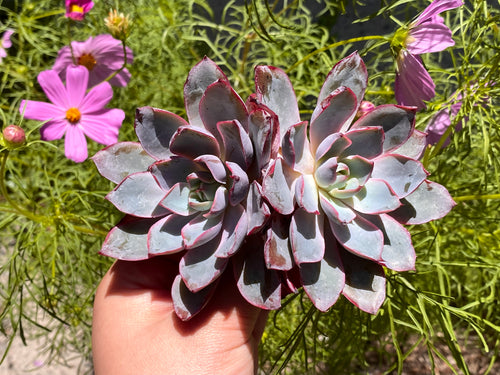 Echeveria hera