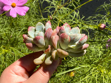 Load image into Gallery viewer, Graptopetalum spp- image-1
