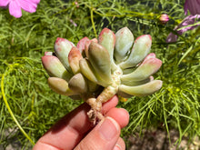 Load image into Gallery viewer, Graptopetalum spp- image-2

