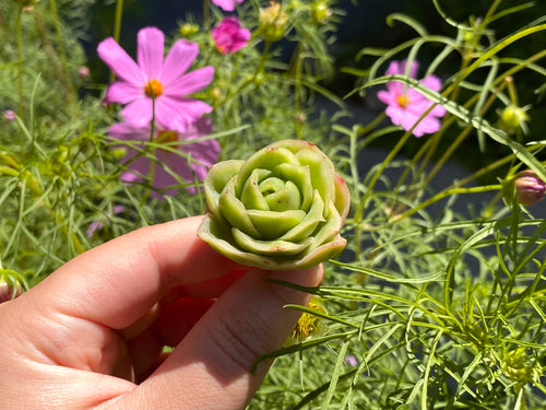 Graptoveria spp