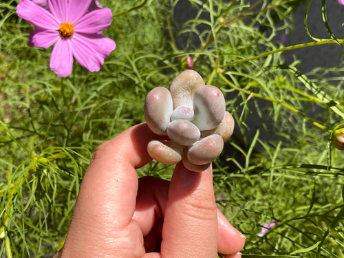 pachyphytum