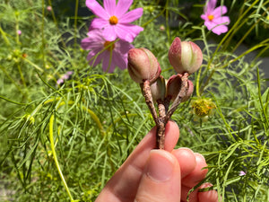 Aeonium saundersii | Succulent in Canada | Rare Imported Succulents