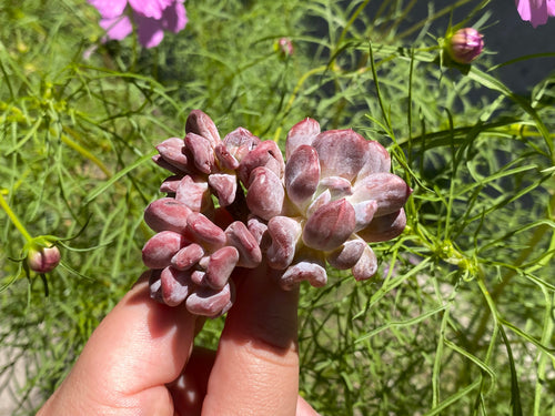 Echeveria Irish Mint