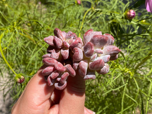 Echeveria