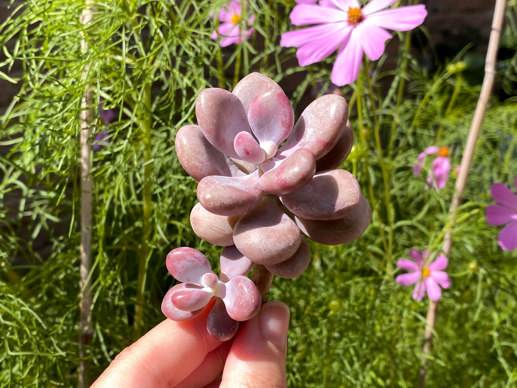 amethystium succulent Graptopetalum amethystium | Succulent in Canada