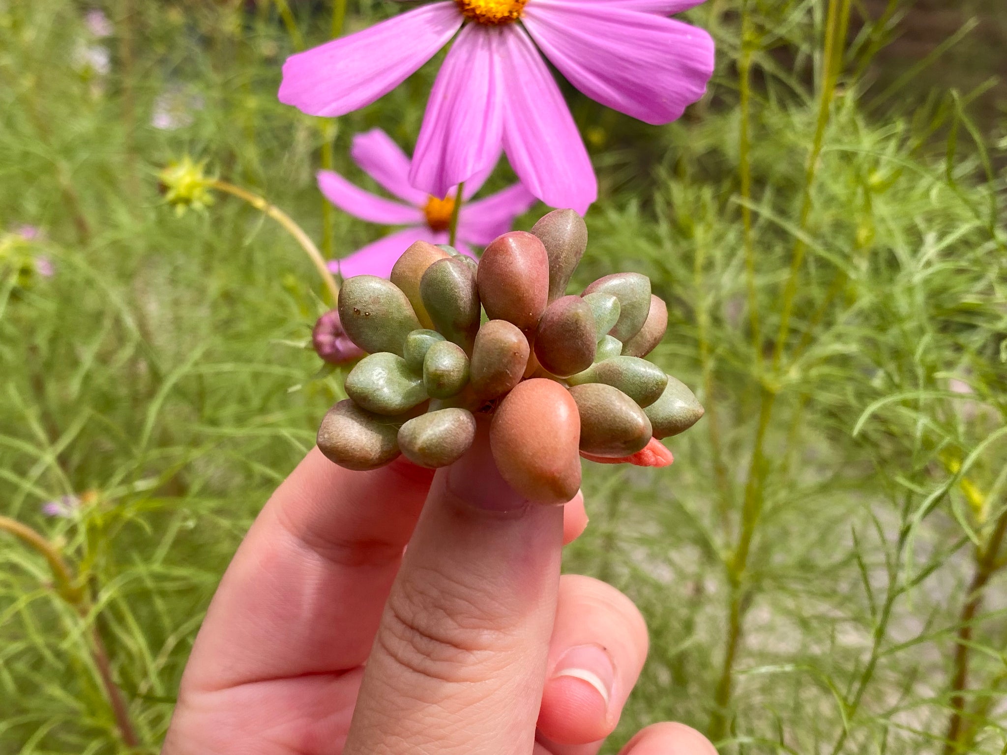 avant garde succulent Graptoveria 'Avant-garde' | Succulent in Canada