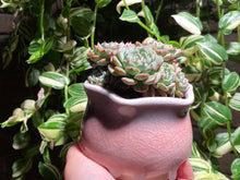 Load image into Gallery viewer, echeveria-Minima-rooted-with-pot2
