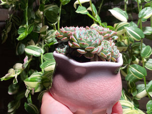 echeveria-Minima-rooted-with-pot2
