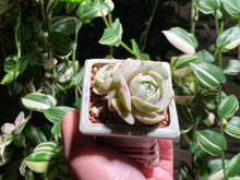 Load image into Gallery viewer, echeveria-rooted-with-pot
