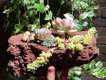 Load image into Gallery viewer, succulent-wonderland-Lava-rooted-with-pot
