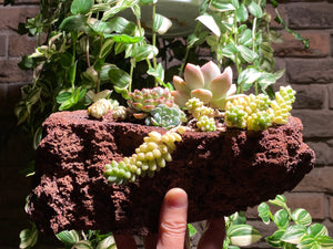 succulent-wonderland-Lava-rooted-with-pot