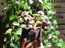 Load image into Gallery viewer, graptopetalum-amethystinum-rooted-with-pot3
