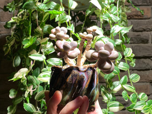 graptopetalum-amethystinum-rooted-with-pot3