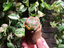 Load image into Gallery viewer, echeveria-elegans-spp.-rooted-with-pot
