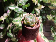 Load image into Gallery viewer, echeveria-elsa-rooted-with-pot
