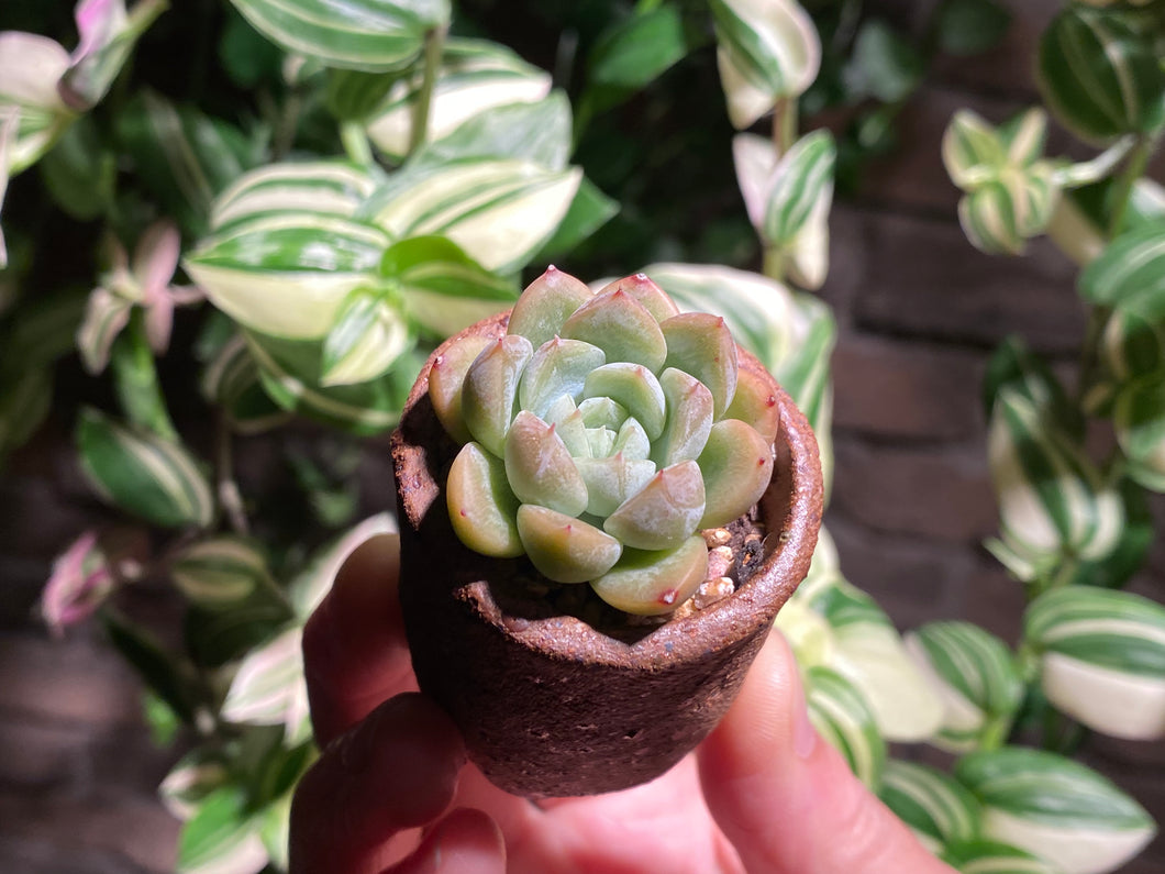 echeveria-elsa-rooted-with-pot