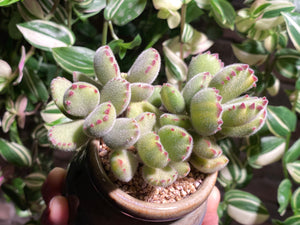 cotyledon-tomentosa-rooted-with-pot