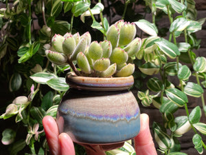 cotyledon-tomentosa-rooted-with-pot3