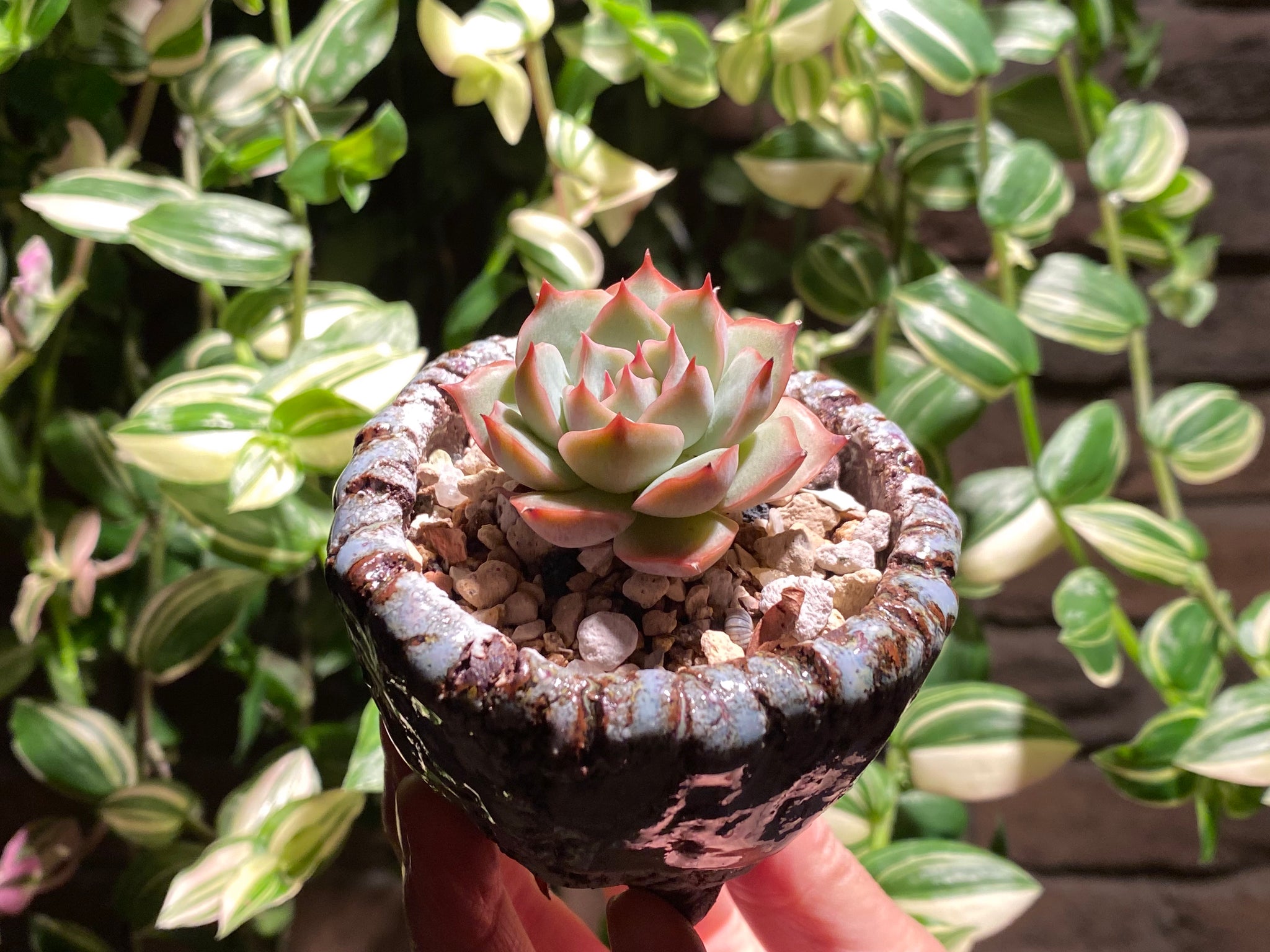 pink tips on succulent Echeveria Pink Tips (rooted with pot)