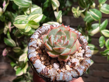 Load image into Gallery viewer, echeveria-pink-tips-rooted-with-pot2
