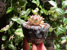 Load image into Gallery viewer, echeveria-pink-tips-rooted-with-pot3
