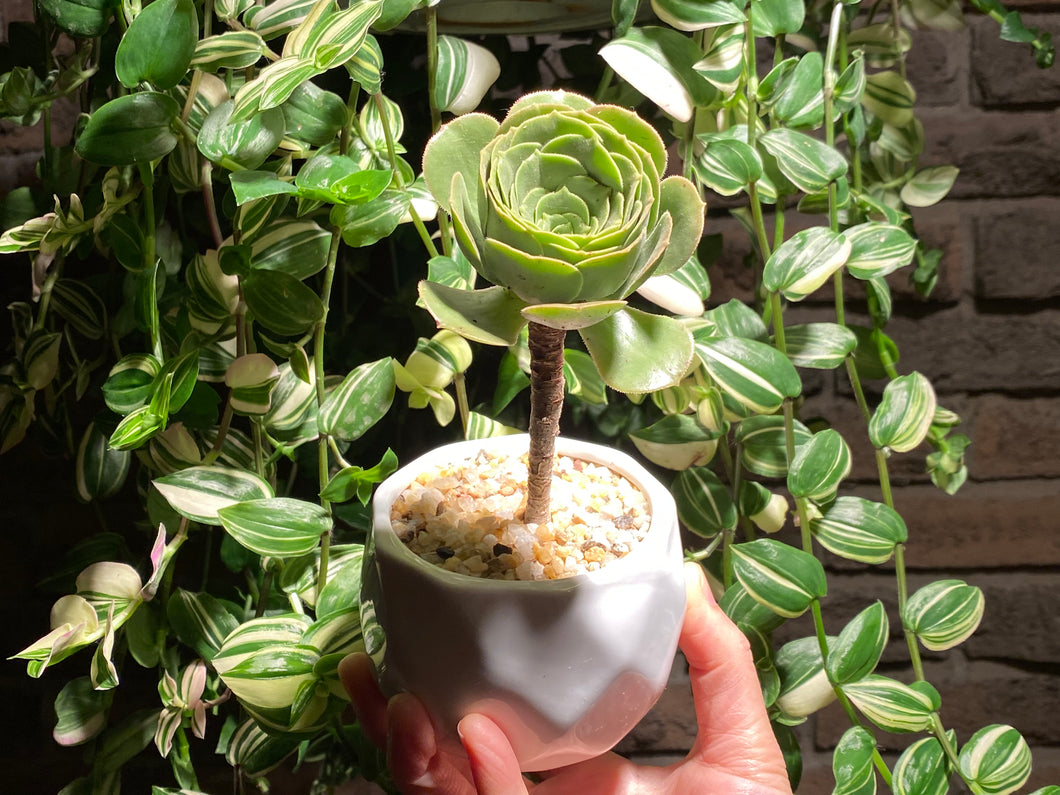aeonium-rooted-with-pot