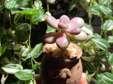 Load image into Gallery viewer, graptopetalum-amethystium-rooted-with-pot2
